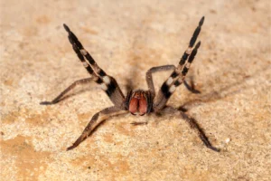 Aranha armadeira ou macaca (phoneutria)