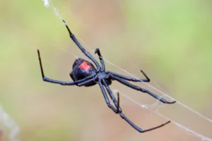 Aranha viúva negra (Iatrodectus)