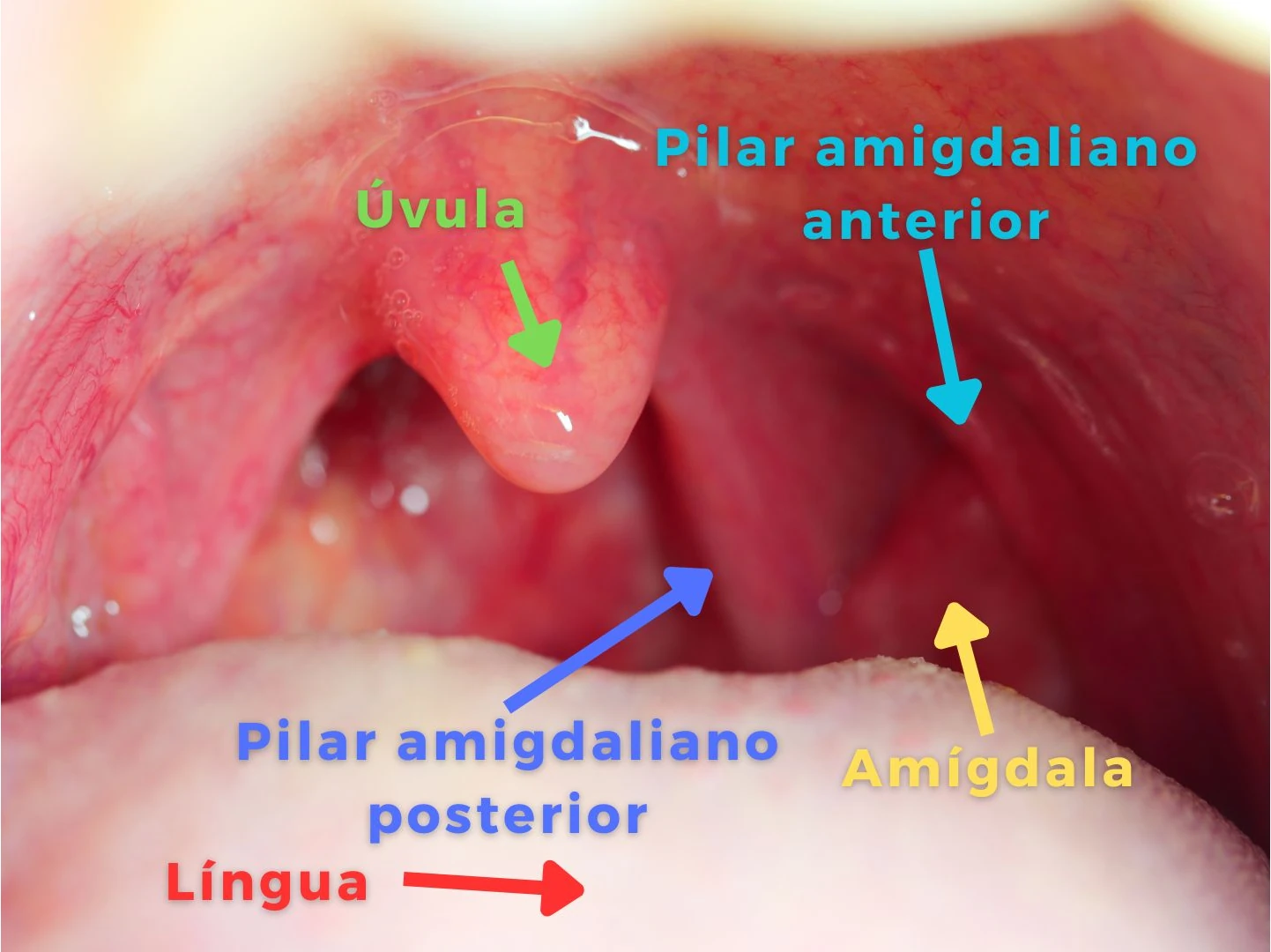 Anatomia das amigdalas